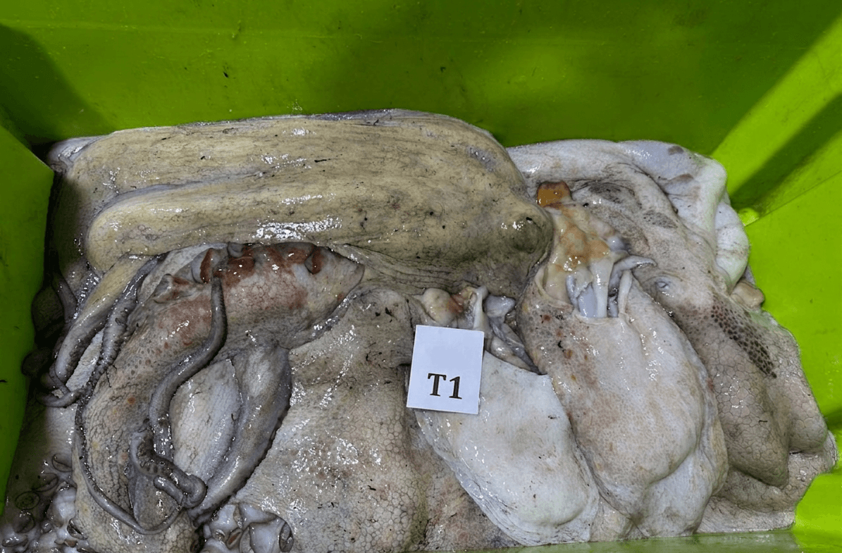 Fresh Frozen Japan Quality whole octopus at the Maurimar processing facility in Nouadhibou, Mauritania — lead gallery image