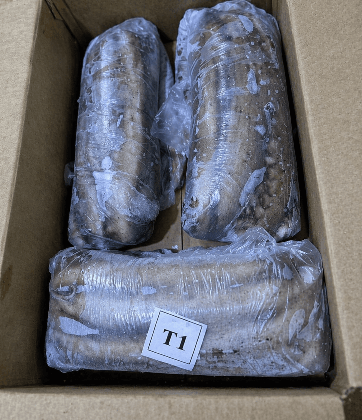 Fresh Frozen Japan Quality octopus at the Maurimar facility — image 2 of 8