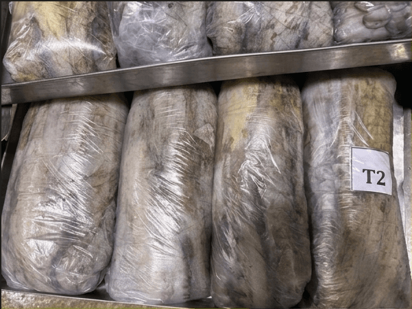Fresh Frozen Japan Quality octopus at the Maurimar facility — image 3 of 8