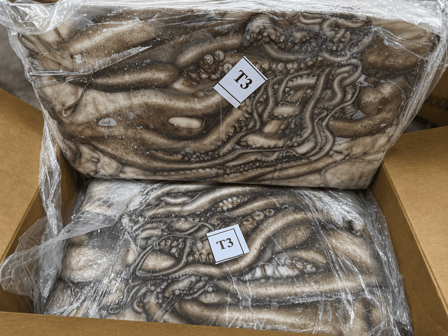 Fresh Frozen Japan Quality octopus at the Maurimar facility — image 5 of 8