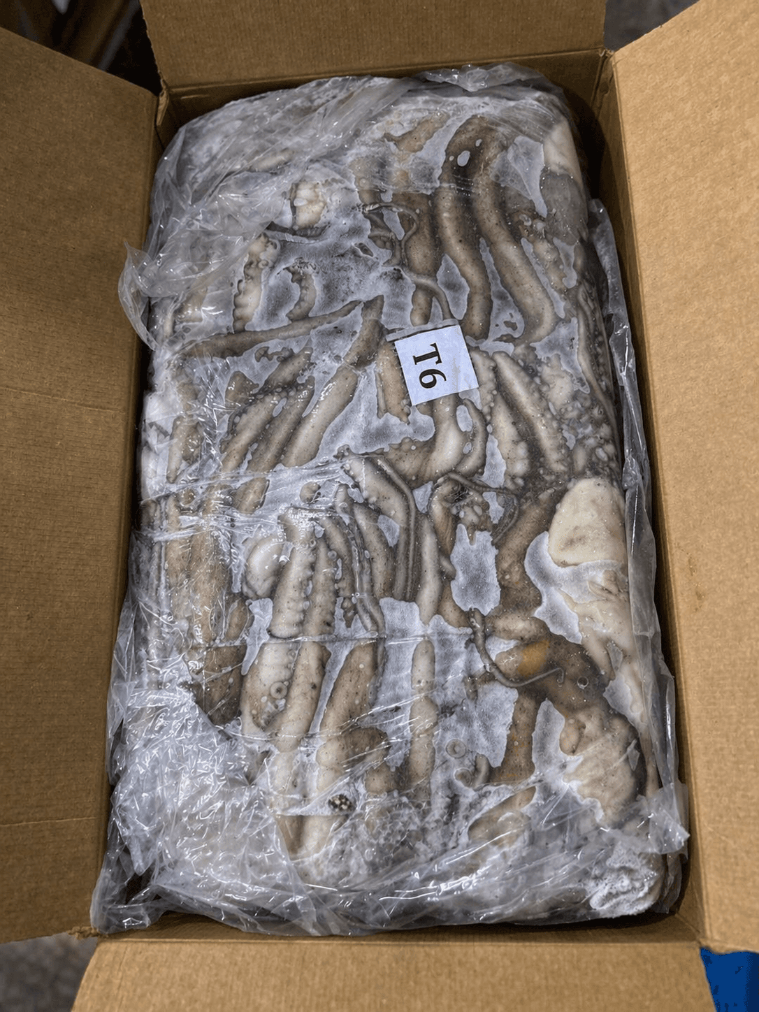 Fresh Frozen Japan Quality octopus at the Maurimar facility — image 7 of 8