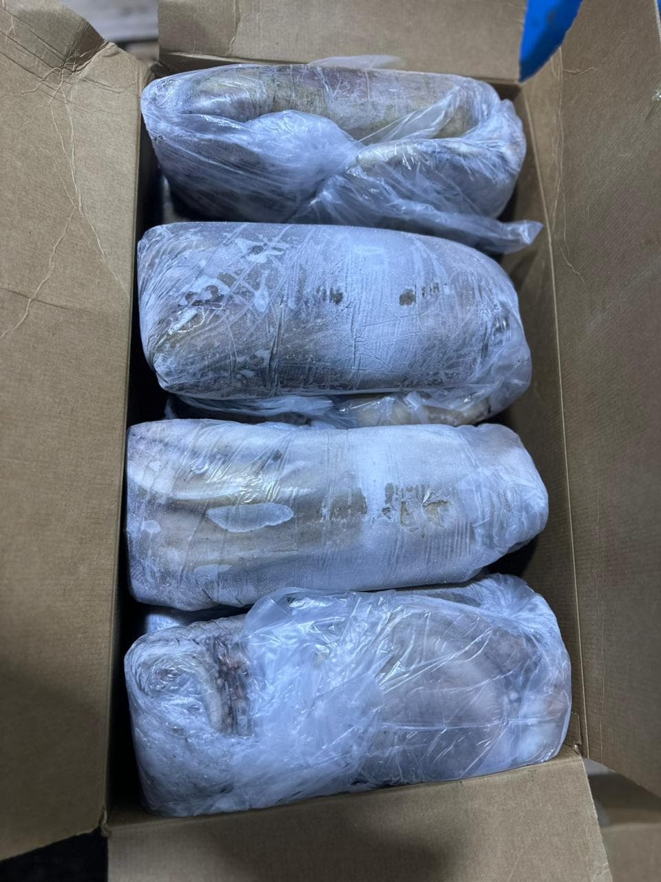 Fresh Frozen Japan Quality octopus at the Maurimar facility — image 8 of 8