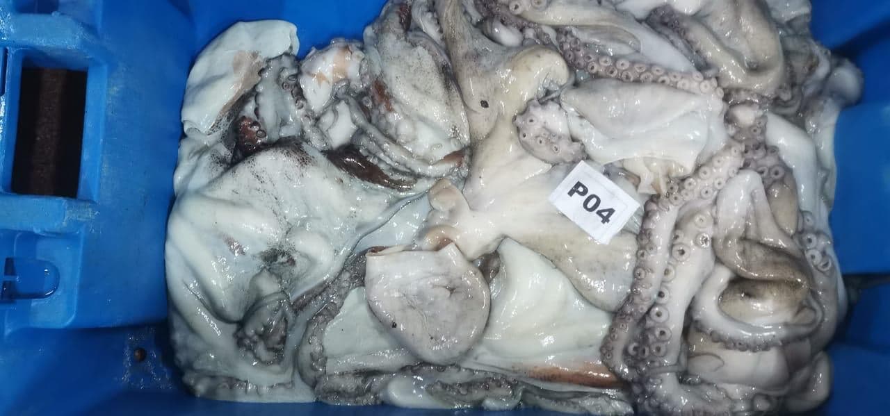 Iced octopus at the Maurimar facility — image 2 of 10