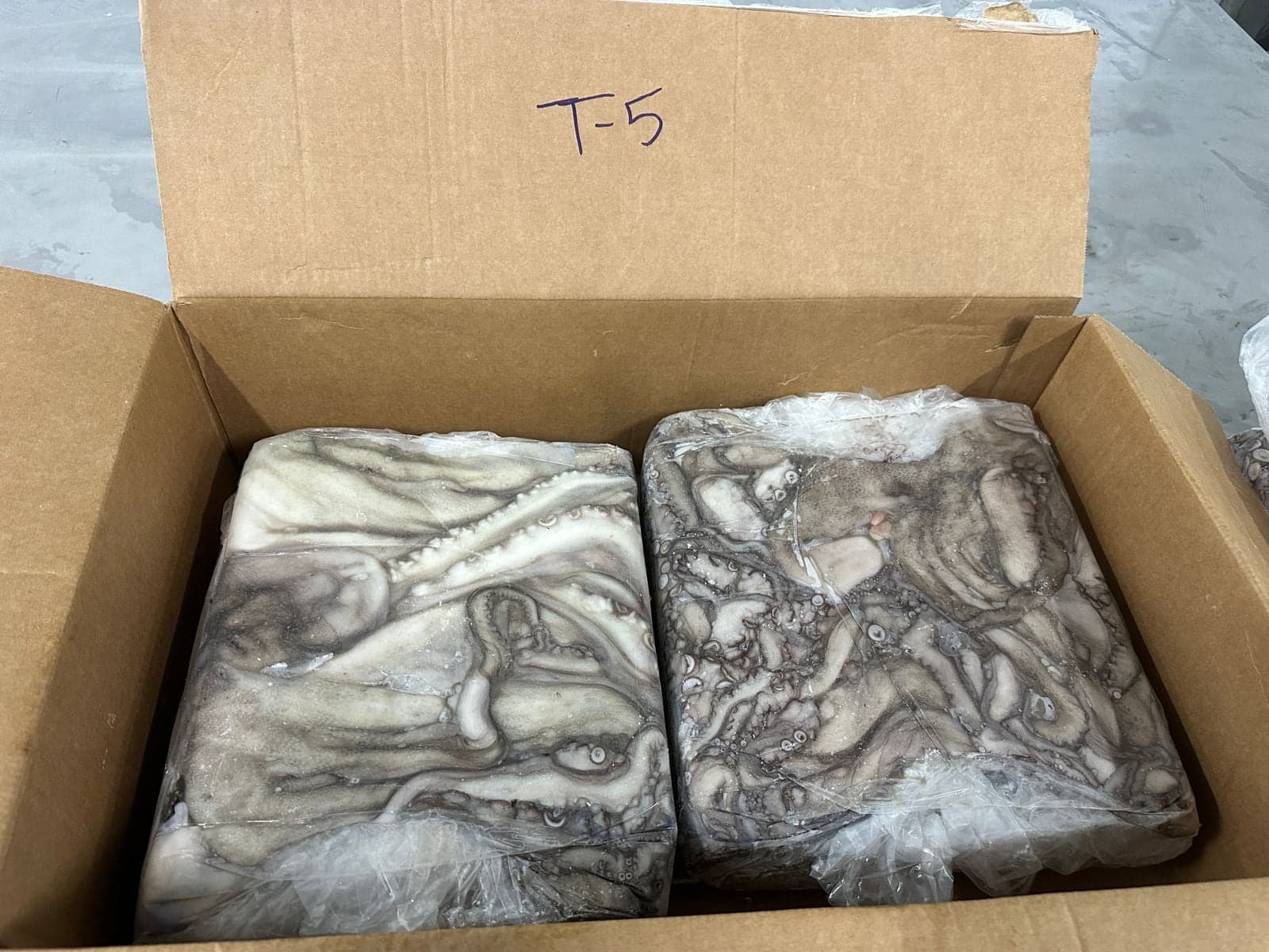 Iced octopus during processing at the Maurimar facility — image 5 of 10